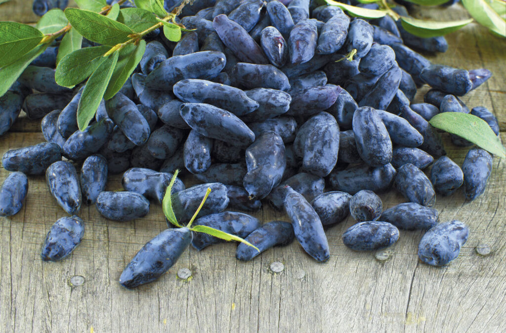 Here are Some Lesser-Known Facts About Haskap Berries